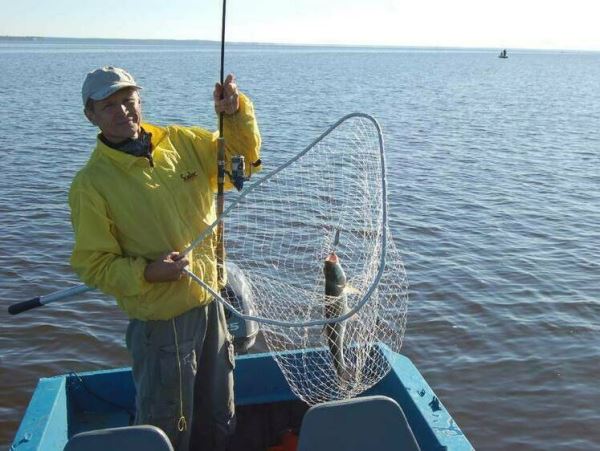 Костромская область увеличила объем добычи рыбы Департамент природных ресурсов и охраны окружающей среды Костромской области сообщает, что специализированные предприятия региона выловили более 192 тонн рыбы, это на 12% больше, чем в 2022 г.