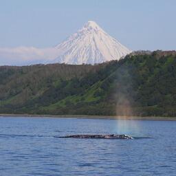 На Камчатке завершился сезон наблюдений за серыми китами