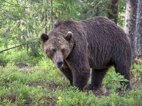В США медведь распугал людей на горнолыжном спуске (видео)