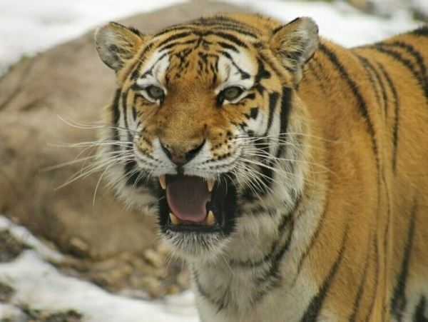 Не так страшен тигр как рассказы про него: фейк из Южно-СахалинскаЖителей города предупредили, что по центру ходит тигр, сбежавший из зоопарка.