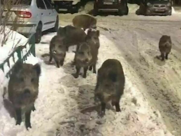 Кабаны ищут тепла в подмосковных МытищахДикие свиньи не в первый раз замечены в городе. В ноябре кабанчики с удовольствием исследовали местные мусорки, заявившись небольшим стадом.