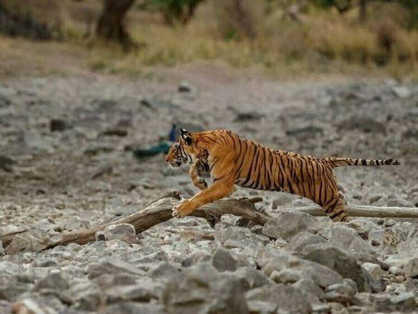 Первого тигра в Приморье удалось отследить и усыпитьВ дальнейшем животное тщательно проверят и если найдут отклонения, на свободу его уже не выпустят.