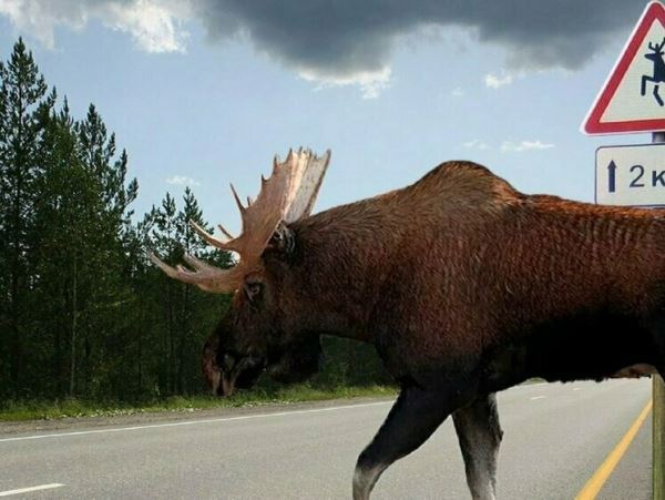 Дороги Челябинской области предложили защитить в местах выхода зверейКоличество ДТП с участием диких животных предложили регулировать при помощи специальных дорожных указателей.