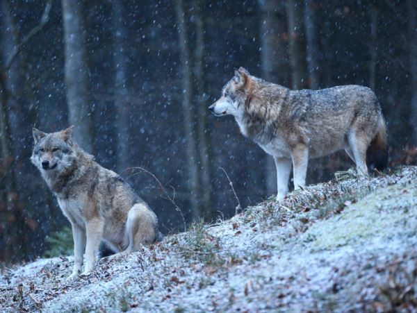 Охотники Ленобласти получат 5 млн рублей за добычу волковКвоту на добычу хищного зверя в следующем году увеличат.