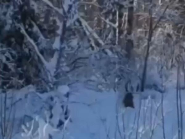В лесах Кемеровской области замечен опасный медведь-шатун