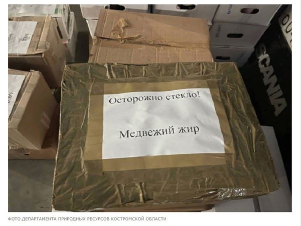 Костромские охотники отправили бойцам на СВО целебные дары лесаДобытые лично охотниками полезные продукты теперь попадут к бойцам, находящимся в Донбассе.