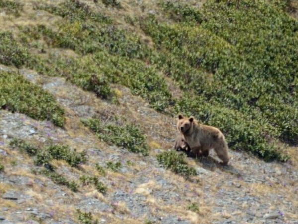 В Кавказском заповеднике стало больше бурых медведейЗа пять лет на особо охраняемых природных территориях побережья Черного моря популяция медведей увеличилась на треть.