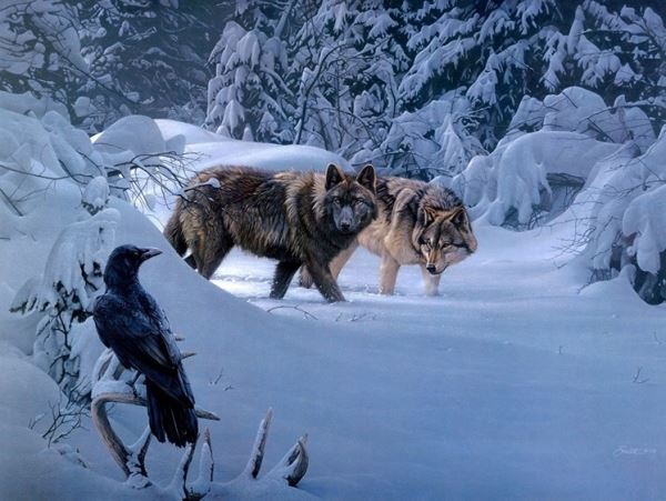 В Приморском крае гибриды волкособы и вороны стали предметом охоты