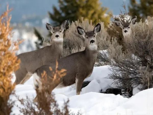 Бешенство превращает чернохвостых оленей в зомбиЗараженные животные обнаружены в штате Вайоминг США.