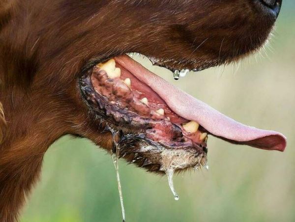 В Тамбовской области за год от бешенства пострадали 46 животныхПреимущественно носителями заболевания были домашние животные.