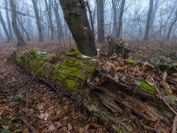 В Австрии во время шторма пожилого охотника на вышке раздавило дерево