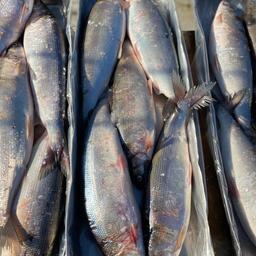 Права на промысел арктической рыбы продали за 18 млн рублей