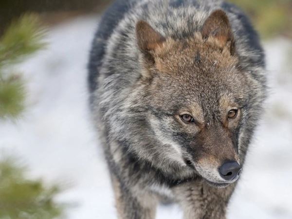 В Вологодской области 66 охотников получат выплату за волкаЗа добытого волка охотники получают небольшое вознаграждение.