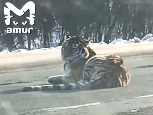 В Хабаровском крае разбирались с тигром — он пришел и лег на шоссеСпециалистам пришлось усыплять здоровенного зверя, чтобы разобраться с его непонятным поведением.