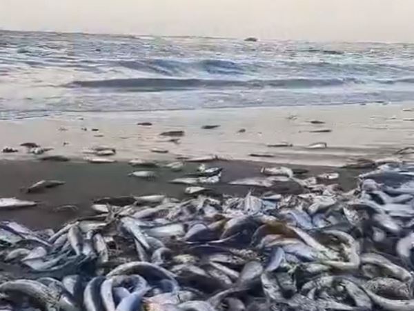 И ловить не надо: на Итурупе тонны сельди выбросило на берег (видео)Местные не особо удивляются подобным подаркам моря. Рыбу выбрасывает регулярно.