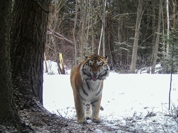 Они подобрели: амурские тигры стали нападать меньшеВ Приморье уменьшилось количество конфликтных ситуаций с  амурским тигром в 2023 году.
