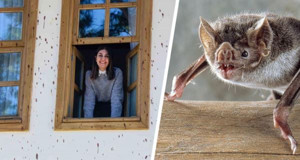 Отель в Анталии в отчаянии: летучие мыши полностью загадили своими экскрементами стену, покраска не помогает