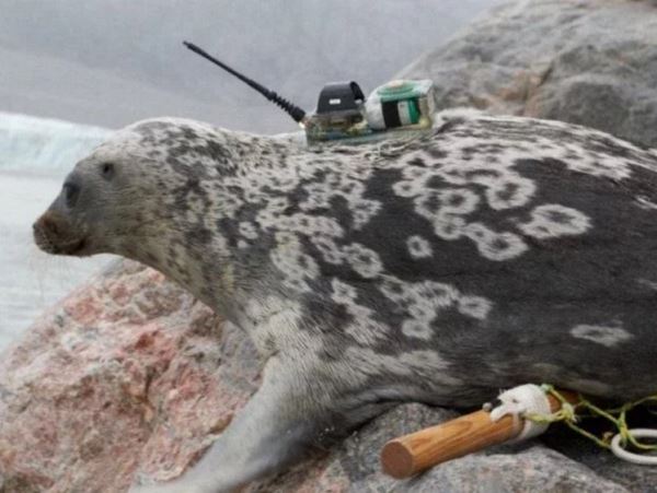 100 тысяч лет одиночества: около Гренландии найден новый вид тюленей